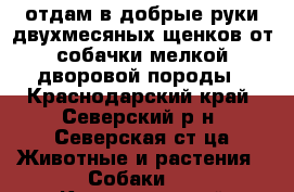 отдам в добрые руки двухмесяных щенков от собачки мелкой дворовой породы - Краснодарский край, Северский р-н, Северская ст-ца Животные и растения » Собаки   . Краснодарский край